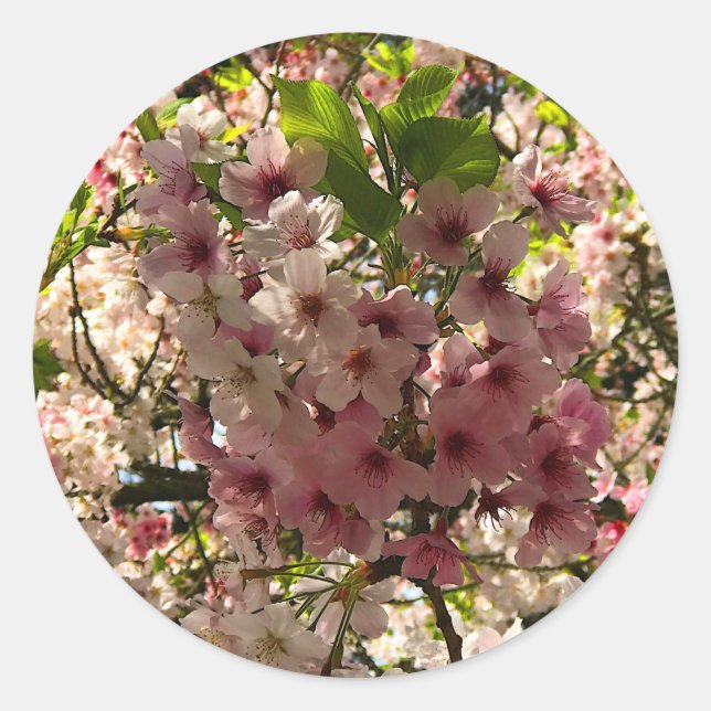 Sakura Cherry Blossom #3 Pegatinas (Anverso)