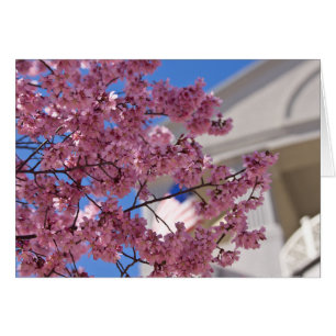 Sakura Cherry florece Americana