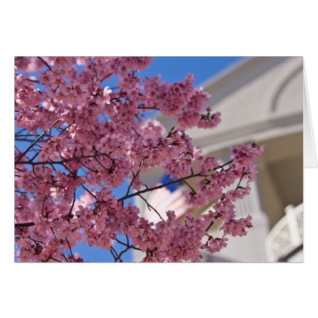 Sakura Cherry florece Americana (Anverso (Horizontal))