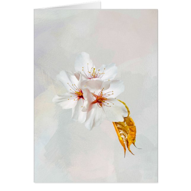 Sakura - Flor japonesa de cerezo (Frente)