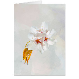 Sakura - Flor japonesa de cerezo