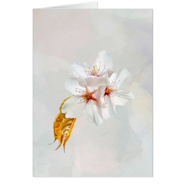 Sakura - Flor japonesa de cerezo (Frente)