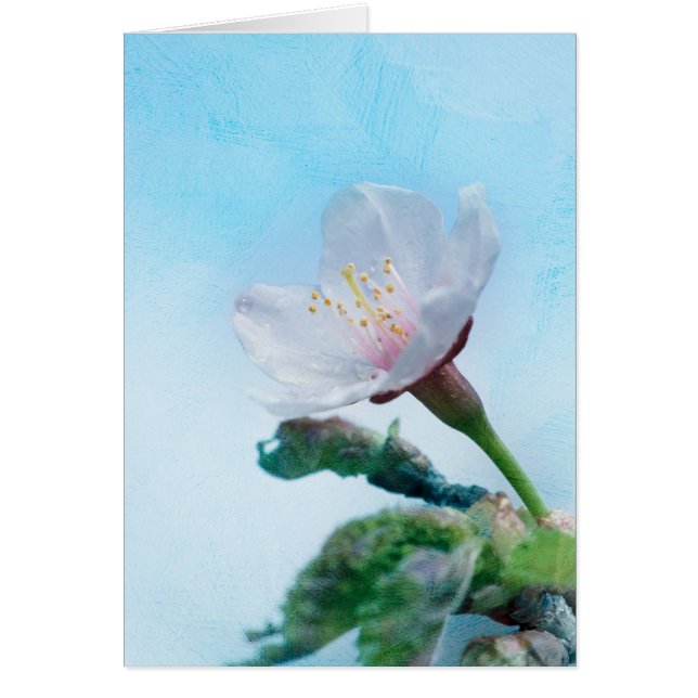 Sakura - Florecimiento de cerezo japonés (Frente)