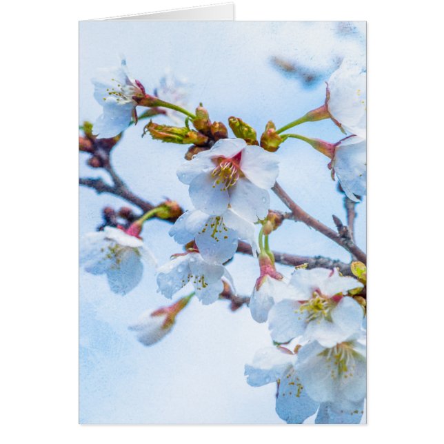 Sakura - Florecimiento de cerezo japonés (Frente)