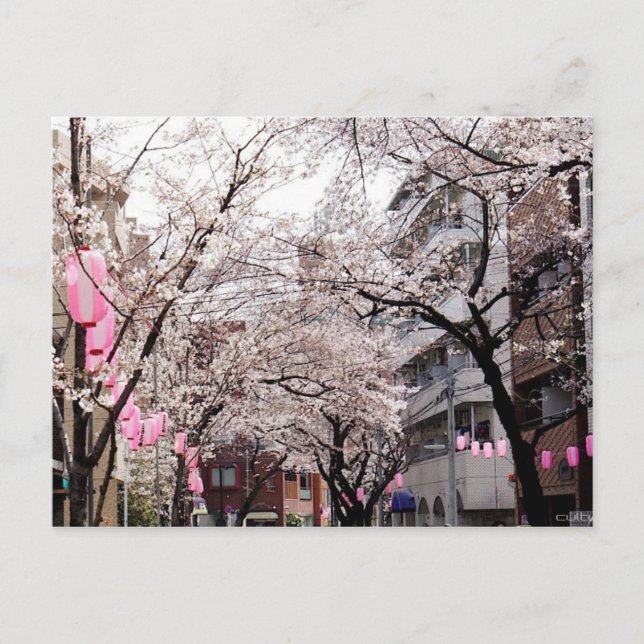 Sakura postal en la flor de cerezos de Tokio, Japó (Anverso)