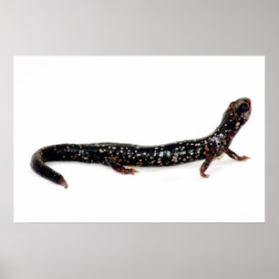 salamander manchado de la impresión de