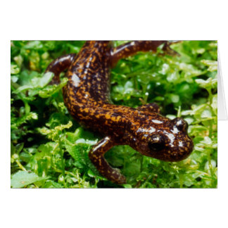 Salamandra de Hakone
