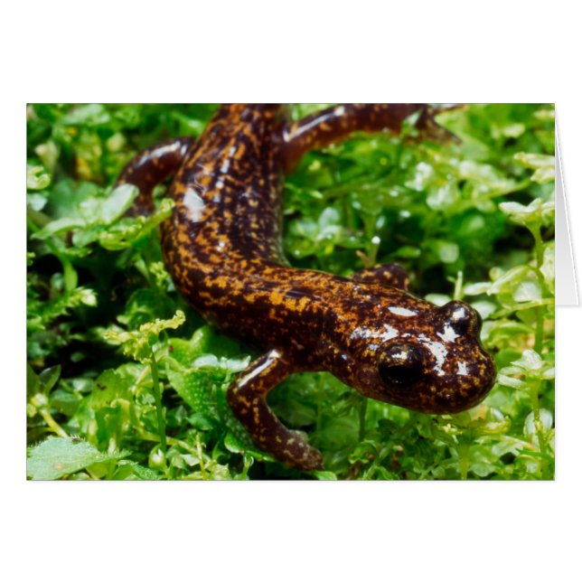Salamandra de Hakone (Anverso (Horizontal))