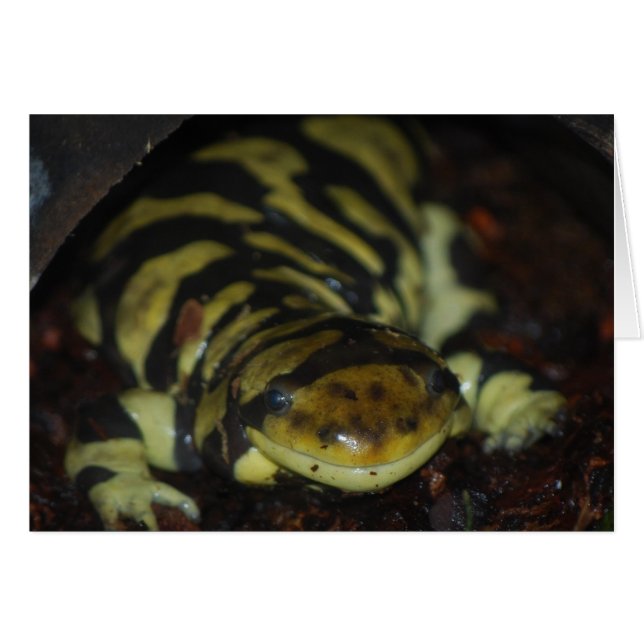 salamandra tigre (Anverso (Horizontal))