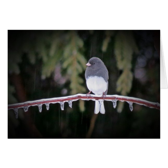 Saldo de hielo - Pájaro Junco (Anverso (Horizontal))