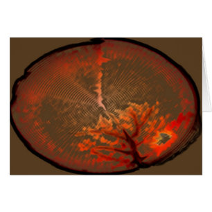 Salida del sol del roble @