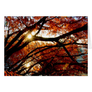 Salida del sol en el arboreto de $cox en Dayton,
