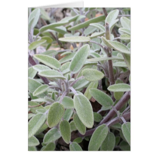 Salie wenskaart (Frente)