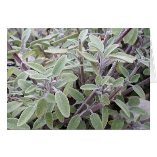 Salie wenskaart (Anverso (Horizontal))