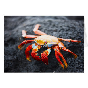 Sally lightfoot crab on the black lava rock