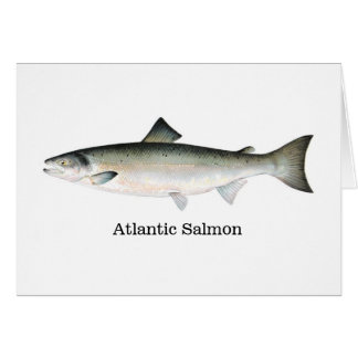 Salmón atlántico