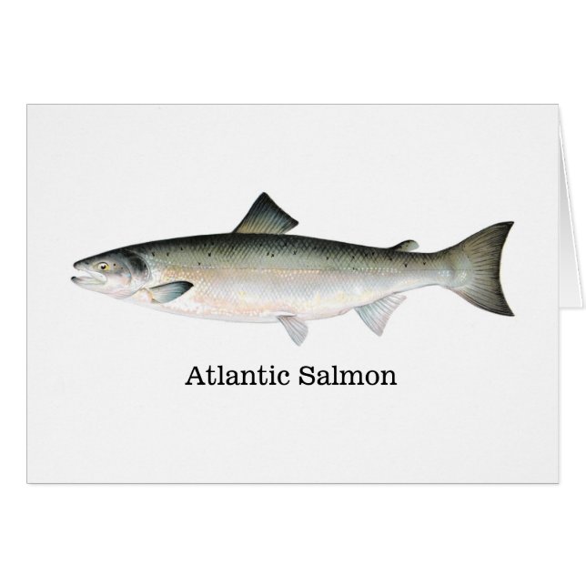 Salmón atlántico (Anverso (Horizontal))