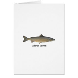 Salmón atlántico (titulado)