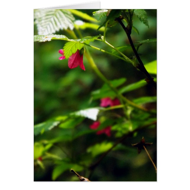 Salmon Berry (Frente)