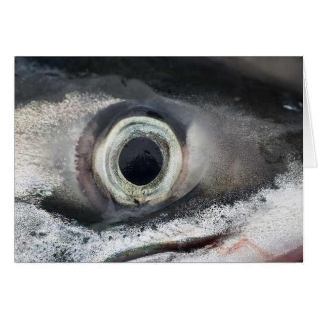 Salmon Eye (Anverso (Horizontal))