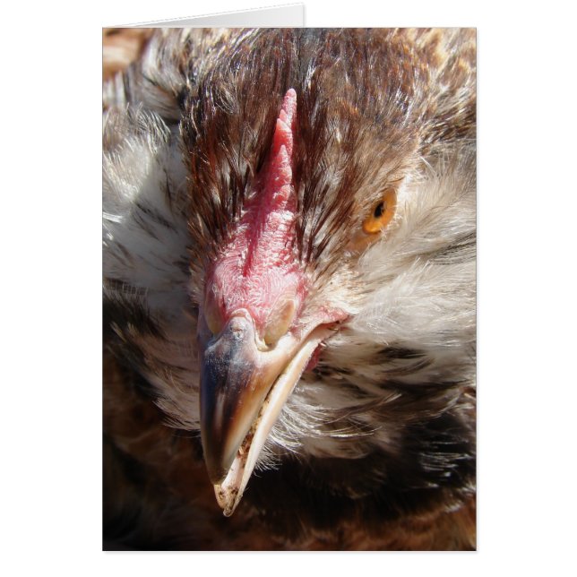 Salmon Faverolle Hen (Frente)