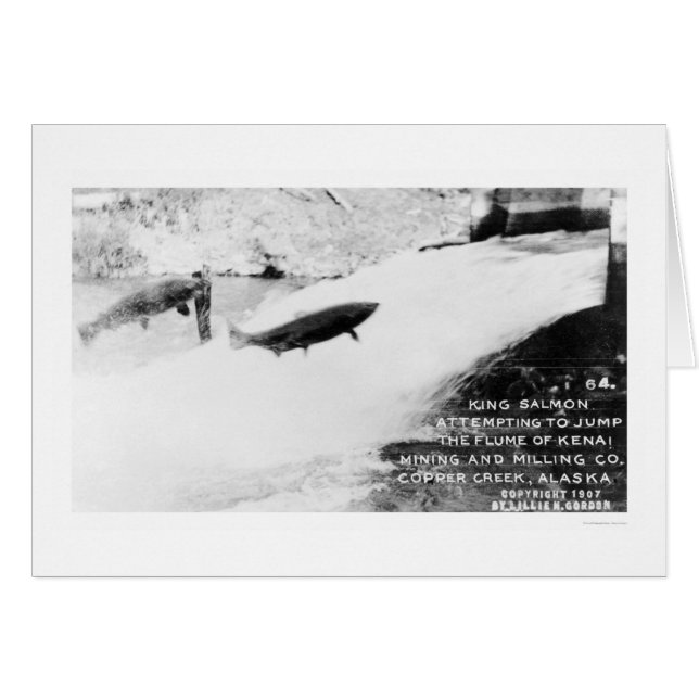 Salmon Jumping Alaska 1907 (Anverso (Horizontal))