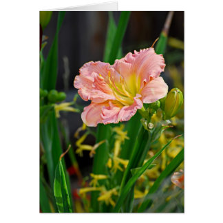 Salmon Rufled Day Lily