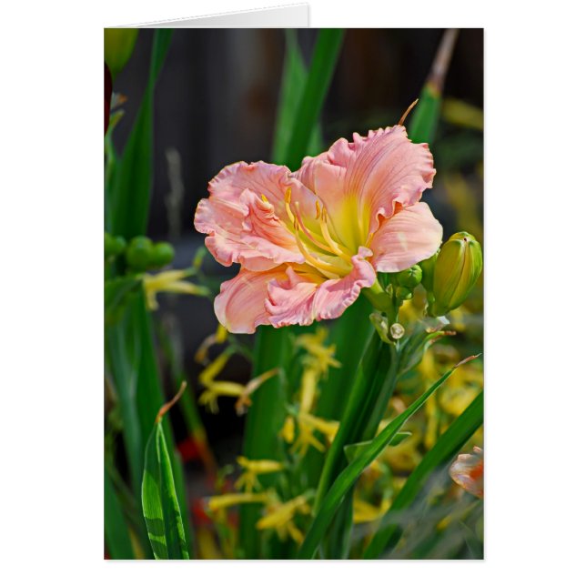 Salmon Rufled Day Lily (Frente)