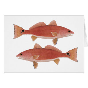 Salmones