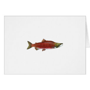 Salmones de Sockeye