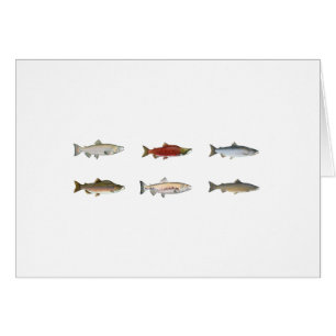 Salmones salvajes