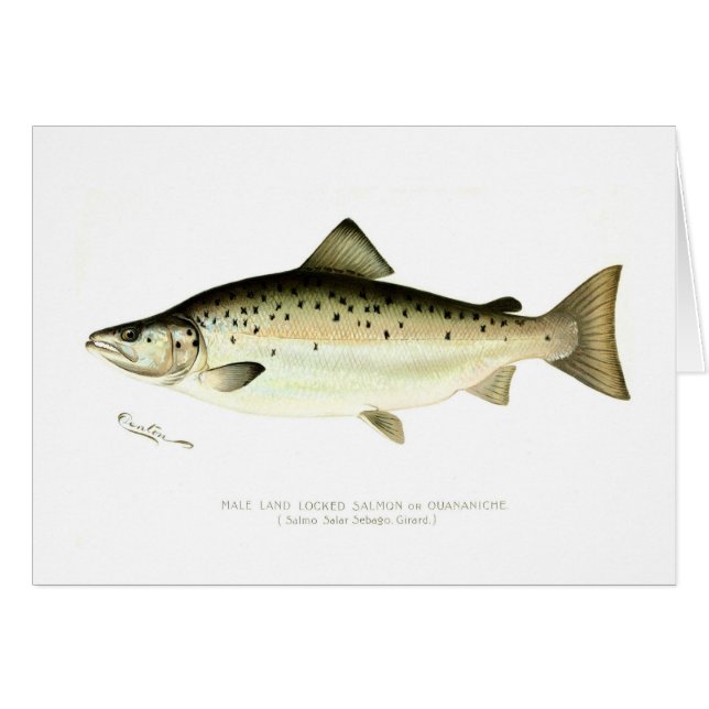Salmones sin mar masculinos o Quaniche (Anverso (Horizontal))