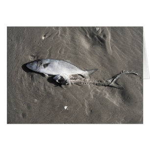 Salmonete