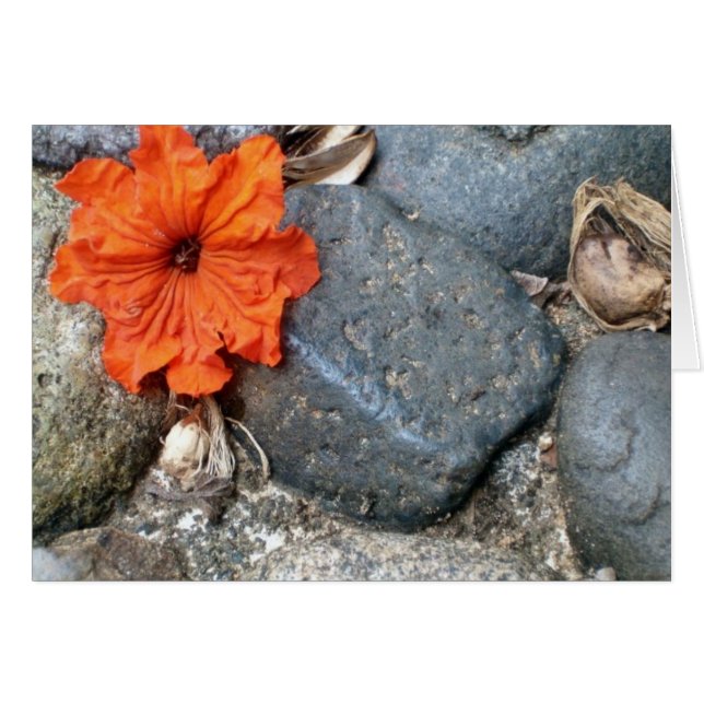 salpicadura de color (Anverso (Horizontal))