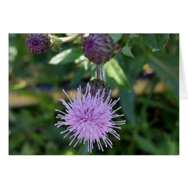 salpicadura púrpura (Anverso (Horizontal))