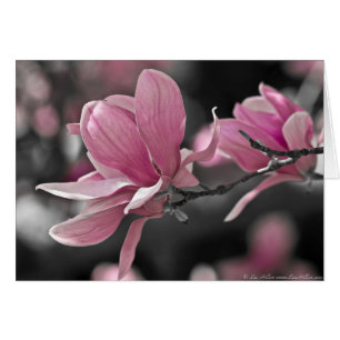 Salsa rosa japonés Magnolia