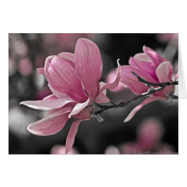 Salsa rosa japonés Magnolia (Anverso (Horizontal))