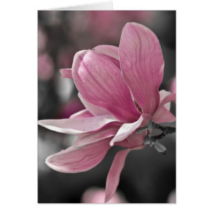 Salsa rosa japonés Magnolia