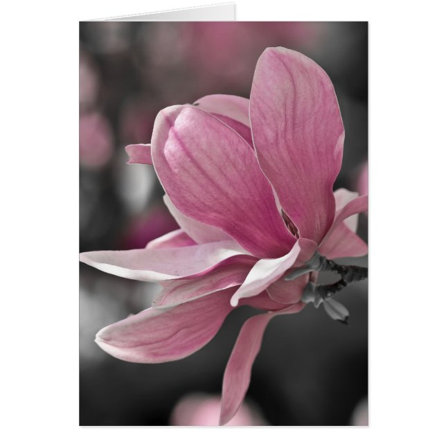 Salsa rosa japonés Magnolia (Frente)