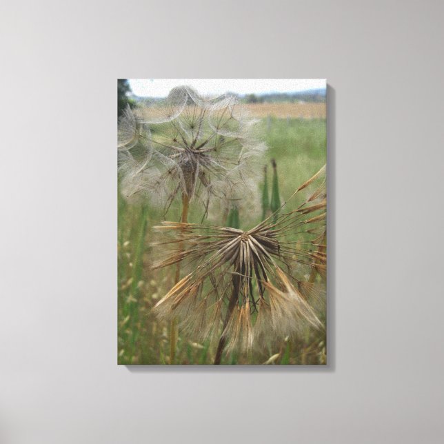 Salsify Semillas en lienzo envuelto en campo (Anverso)