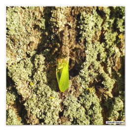 Saltamontes Atrapado - Impresión Fotográfica