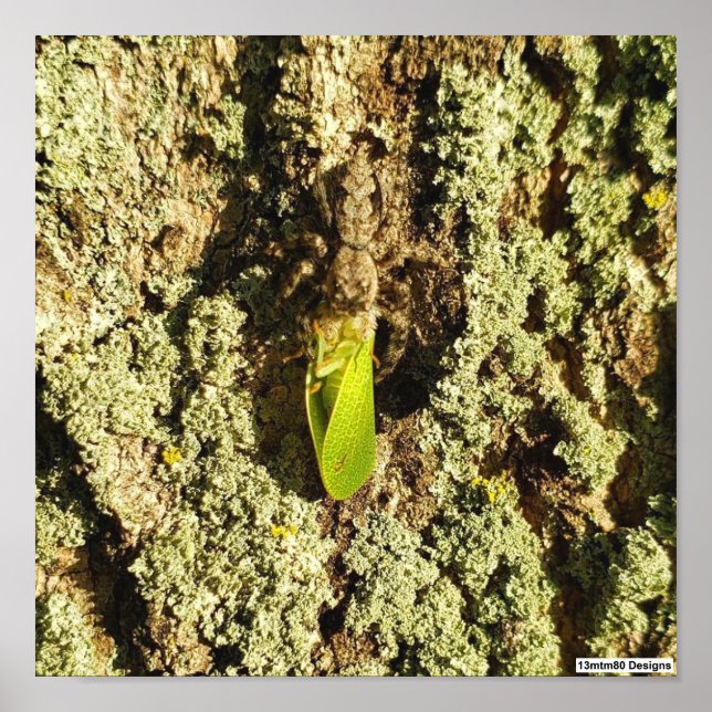 Saltamontes Atrapado - Póster (Frente)