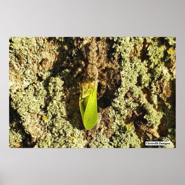 Saltamontes Atrapado - Póster (Frente)