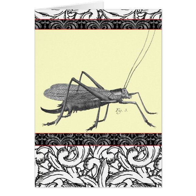 Saltamontes muy elegante de la impresión antigua (Frente)
