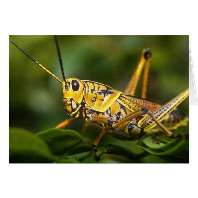 Saltamontes, Parque Nacional Everglades, Florida, (Anverso (Horizontal))