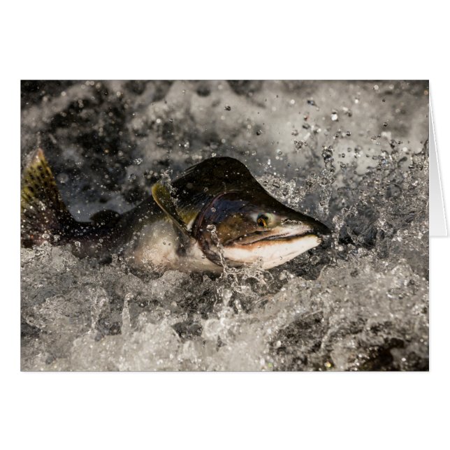 Saltando Salmon (Anverso (Horizontal))
