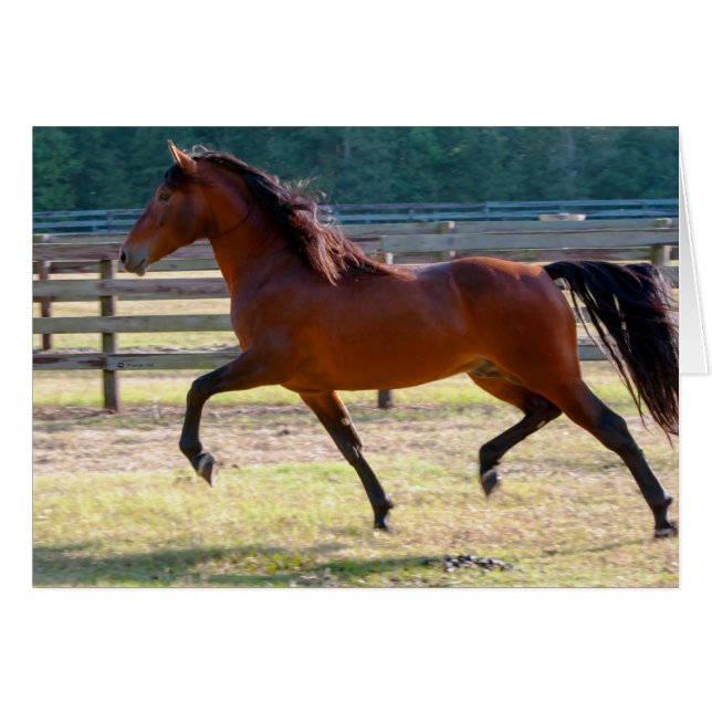 Salto alto (Anverso (Horizontal))