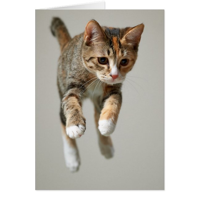 Salto de gato de Calico (Frente)