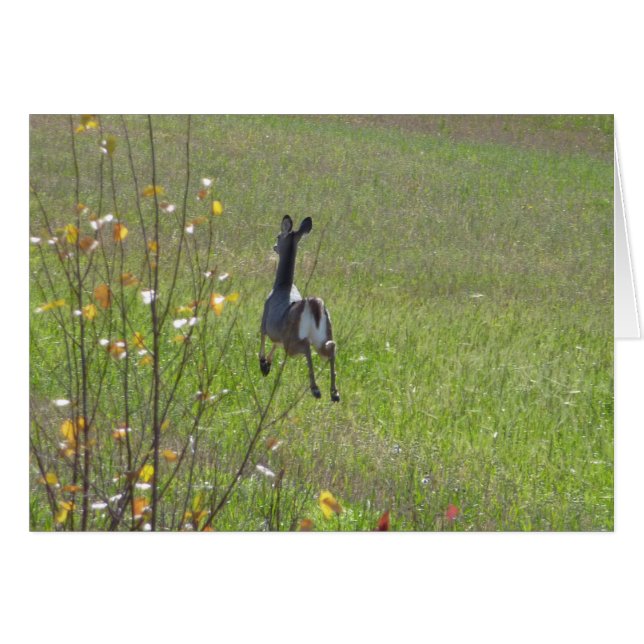 Salto de venado (Anverso (Horizontal))