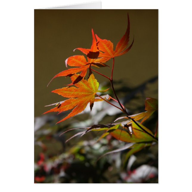 Saltos a la luz del sol (Frente)